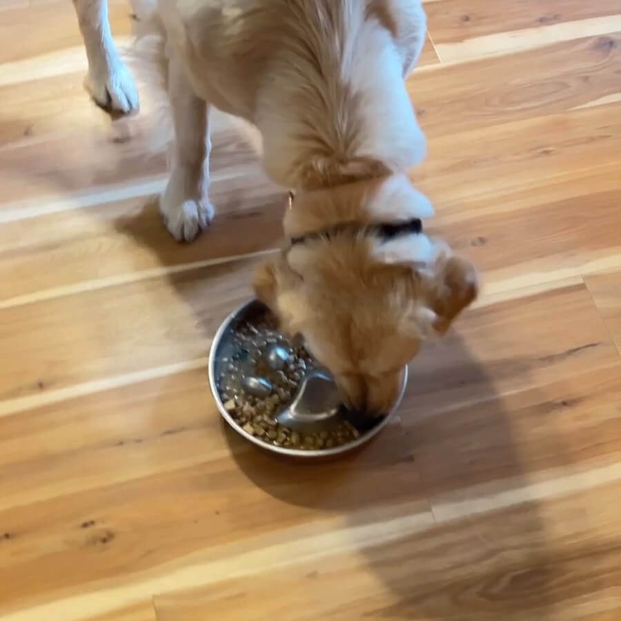 Sunshine's Paws for Dinner Slow Feeding Dish